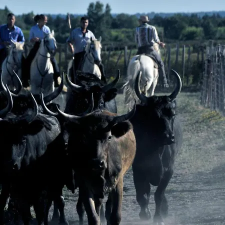 L'orée De Camargue Avec Cour Appartement *